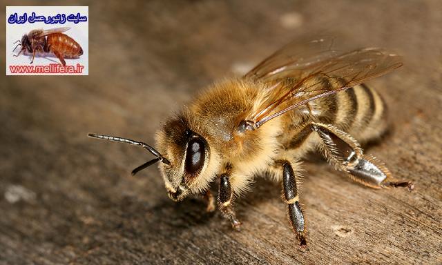 نژاد كارنيولان يا زنبورعسل خاكستري (apis.m.carnica pollmann) 